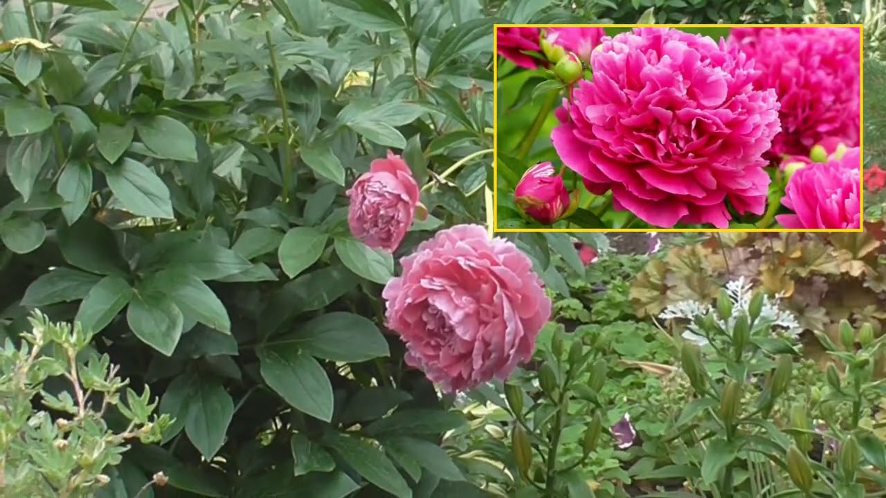 Всеволожск, Южный, у дома цветы - YouTube