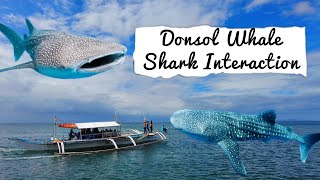 Our Whale Shark Experience in Donsol