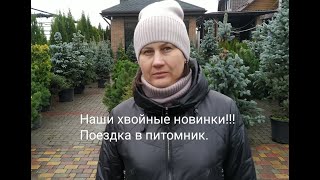 Наши хвойные новинки!!! Поездка в два питомника.