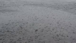 Serenity Unleashed: Blissful Rain Sounds for Ultimate Relaxation Nature's Symphony for Stress Relief