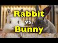 Why Is a Rabbit Called a Bunny? The Answer Might Surprise You [ID0622]