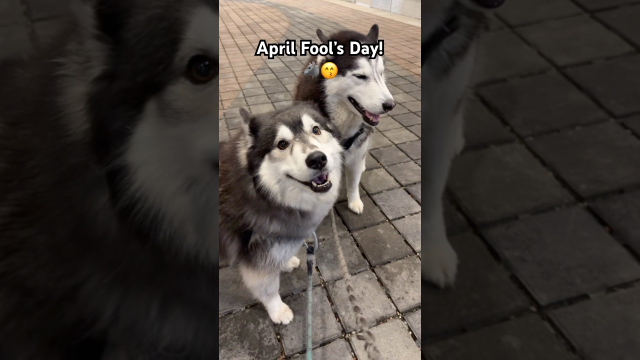 What can I say? It’s her favorite joke. 🐺😏😙 #siberianderpskies #husky #huskylife #dogdad