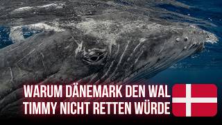 Warum Dänemark den Wal Timmy sterben lassen würde