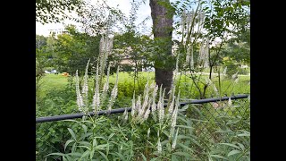 Mondays with Martha - Culver s Root