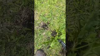 Grampa’s Weeder Simple Lever Design Allows You To Pull Weeds & Roots Without Breaking A Sweat😁🧑‍🌾