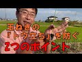 玉ねぎのトウ立ち（ネギ坊主）を防ぐポイントは苗選びと定植時期。NO371