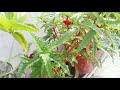 July, August me beej our cutting se lagaye Jane Wale plants. List of the plants which is grow in jul