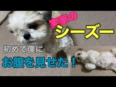 #31【動物】実家のシーズーが初めて僕にお腹を見せてくれました！