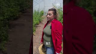 Intense summer heat takes toll on Bear Lake raspberry crop ahead of Raspberry Days