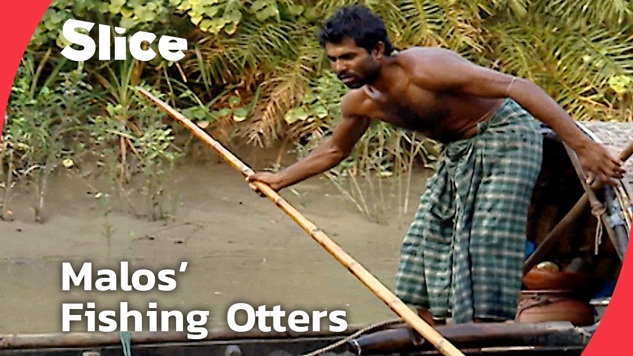 Documentary backdrop image for Inside the Life of the Malos, Otter Fishermen of the Sundarbans Mangrove (2025)