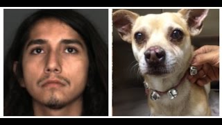 Man arrested on animal cruelty charges after Chihuahua tests positive for meth