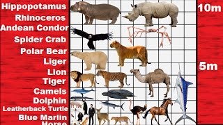 Animal Size Comparison 2D