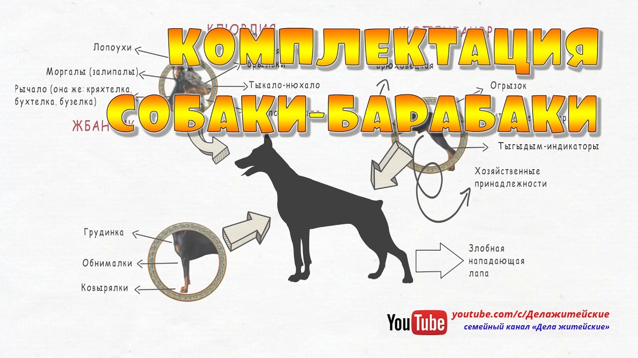 Строение (комплектация) собаки