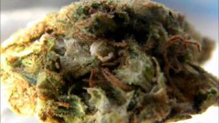 Mr.Davis Marijuana Strain- Pineapple Kush