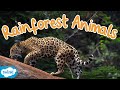 What Animals live in the Rainforest? | Rainforest Animals for Kids Mp3 Song