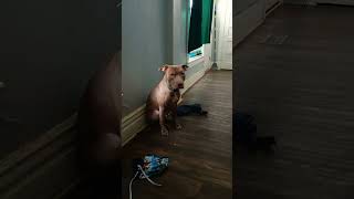 When Your Dogs Trying To Get Your Attention For Feeding Time