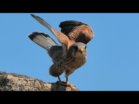 Video: Fliegen eurasische Elstern im Sturzflug?