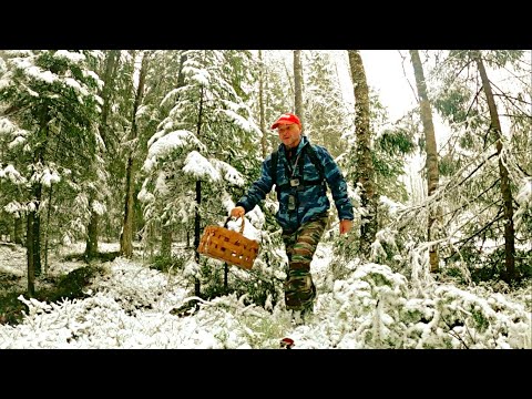 ГРИБНИК В ОБМОРОКЕ!