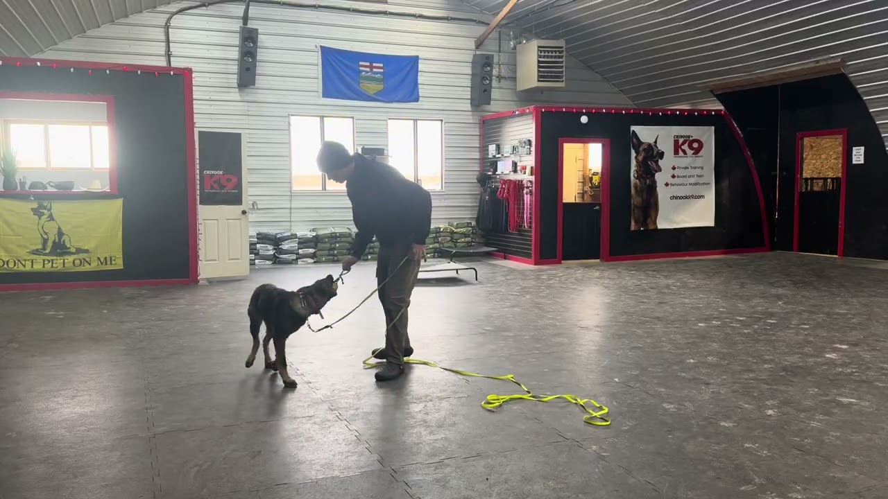 Coming to Heel With Nala (second lesson) Teaching Heel With Negative Reinforcement and Play 