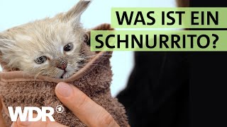 Badetag für KatzenBabys und Neustart für StraßenHunde | S02/E06 | Hallo Tierheim | WDR