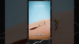 Sew Up A Wound Using Ants? 