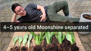 Moonshine Sansevieria Propagation How I Divided My Snake Plant
