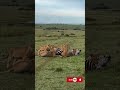 Lion Pride Takes Down Zebra on the African Savanna#shortfeed #russia #usa #shortvideo #youtubeshorts
