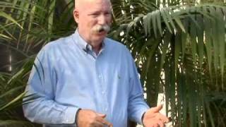 How to Care for Palm Plants