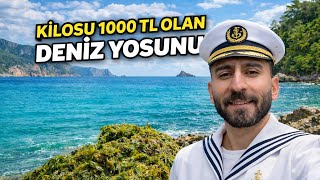 Ki̇losu 1000 Tl Olan Deniz Yosunu Topladim Ödüllü Kazanan Yarişmaci Orhan Tümerkan Oldu
