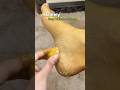 ✅Best Feet Care At Home/Easy Pedicure Tips #pedicure #feetcare #feetcleaningtips #ytshorts #shorts