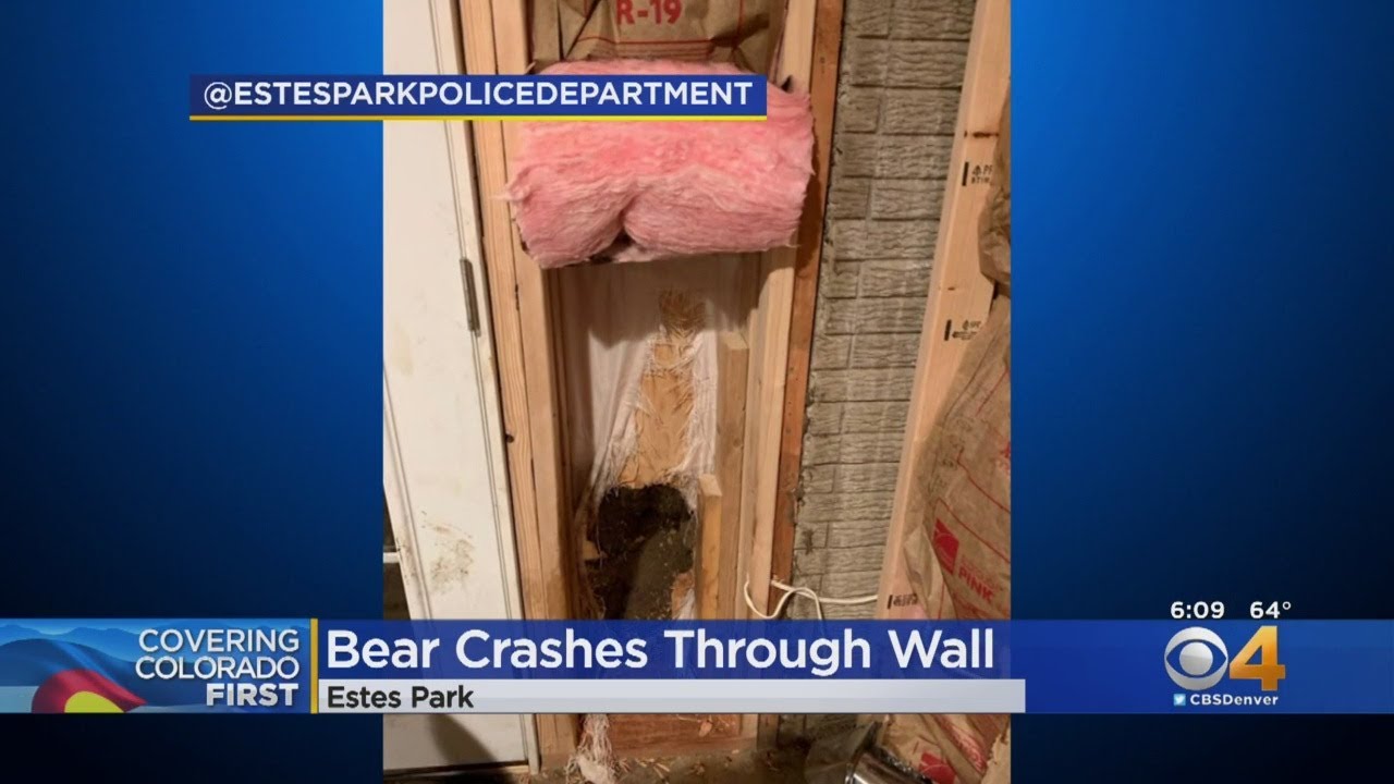 newspaper mockup Bear Crashes Through Estes Park Wall