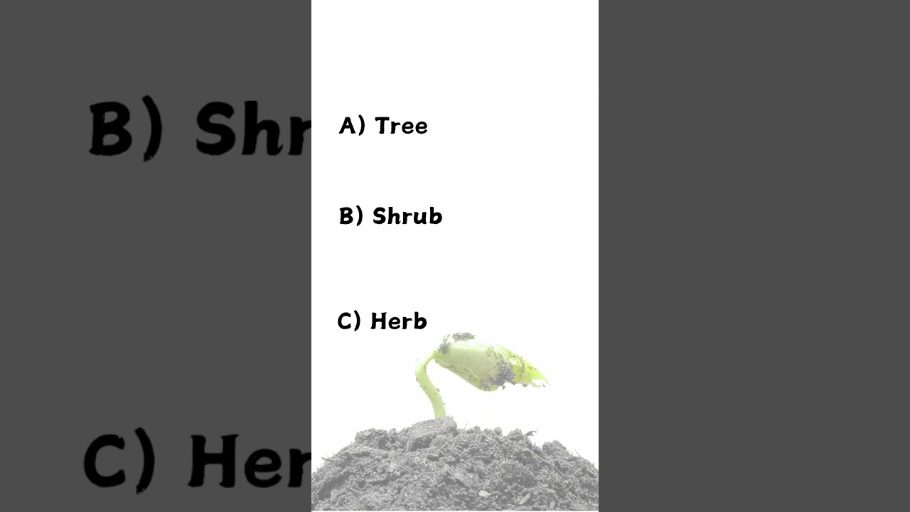 Garden Trivia Challenge! 🌿🌸 