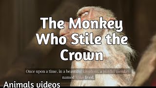 The Monkey Who Stile the Crown,Animals videos😍