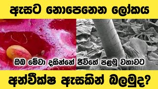 අන්වීක්ෂයකින් ලෝකය බලමු😶👌 #sinhala #story