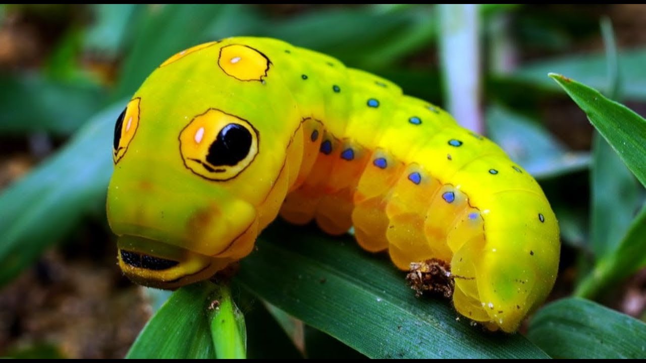 Caterpillars That Mimic Snake Why & How YouTube