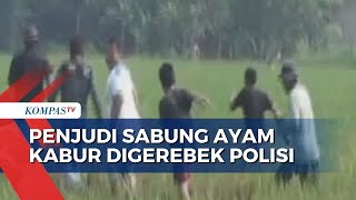 Detikdetik Kepanikan Penjudi Sabung Ayam Di Subang Kocarkacir Saat Digerebek Polisi