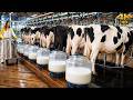 Inside a Modern Cow Milk Dairy Farm 🐄 | Full Cow Milking Process