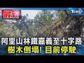 阿里山林鐵嘉義至十字路 樹木倒塌! 目前停駛｜TVBS新聞 @TVBSNEWS01