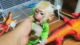 Baby Monkey Alpha feels happy when playing with Daddy