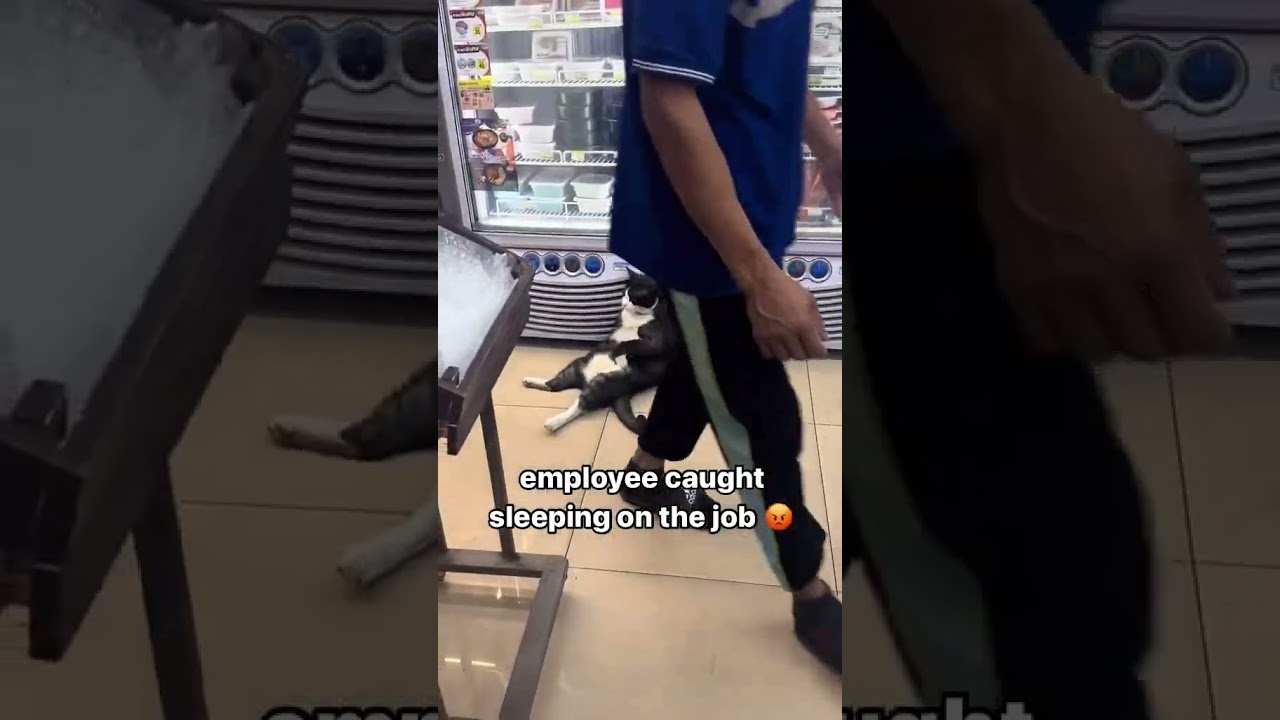The cutest, sleepiest employee you've ever seen 😻