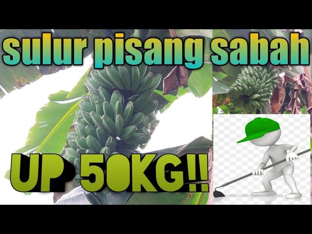 BUAH PISANG SABAH UP 50KG ! - YouTube