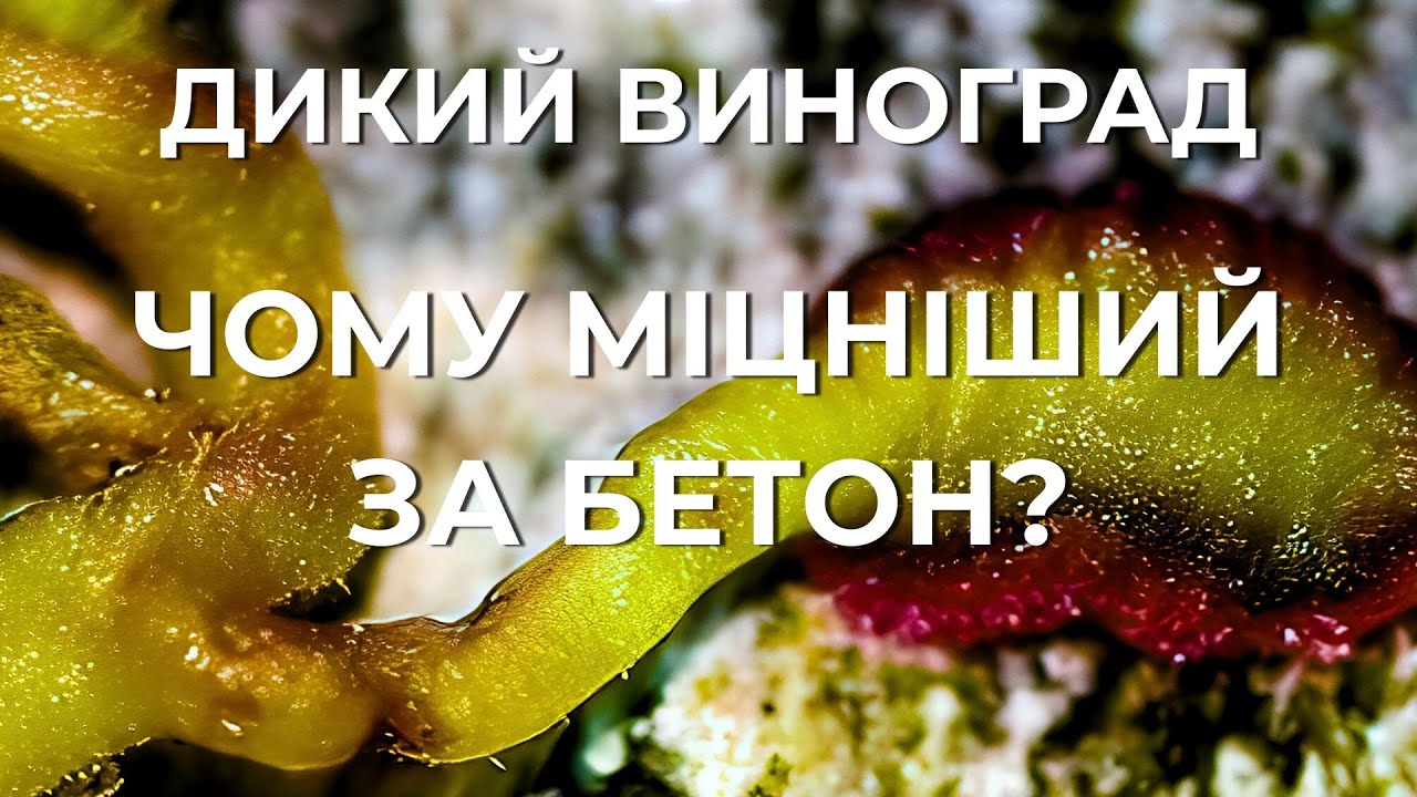 Дівочий Виноград: Чому він міцніший за бетон? Супер-клей, Отрута і Зелений окупант