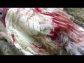 Hidden Camera Video: Shocking Truth Behind Butterball Thanksgiving Turkey