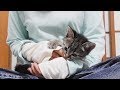 わざわざ膝の上に来て暴れまくる子猫