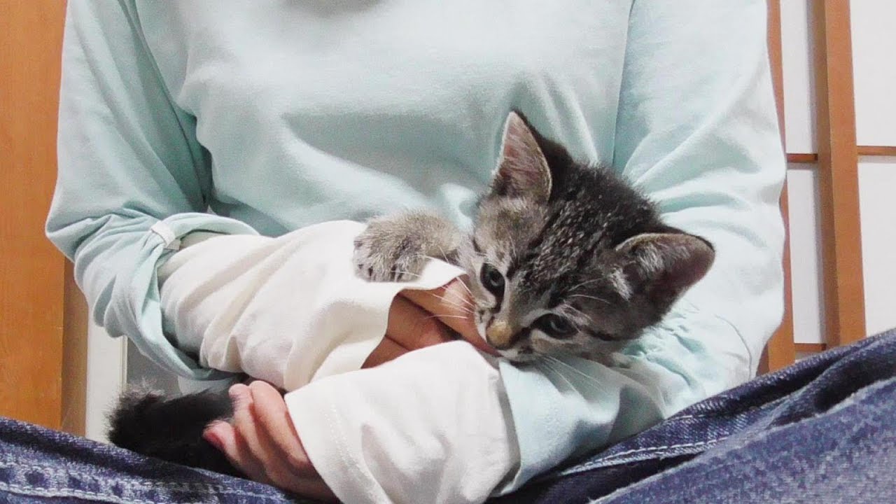 わざわざ膝の上に来て暴れまくる子猫
