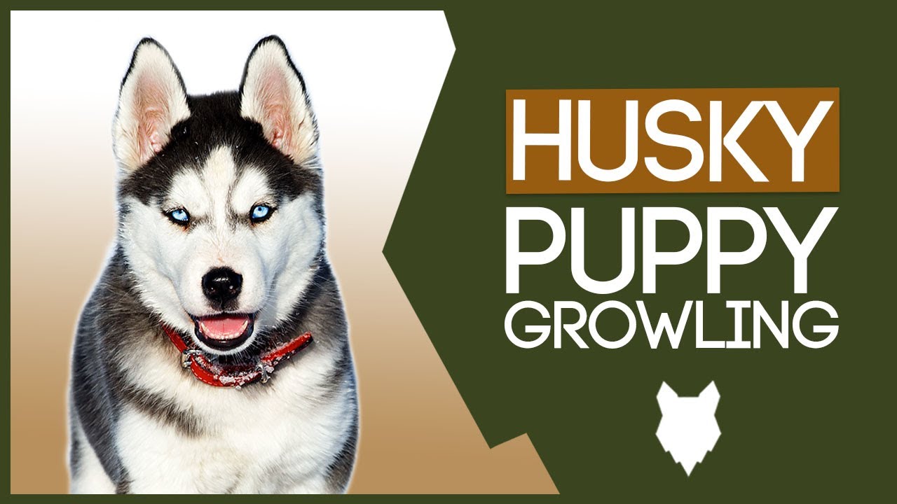 SIBERIAN HUSKY PUPPY GROWLING! How To Stop Your Puppy Growling!