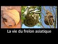 La courte vie du frelon asiatique