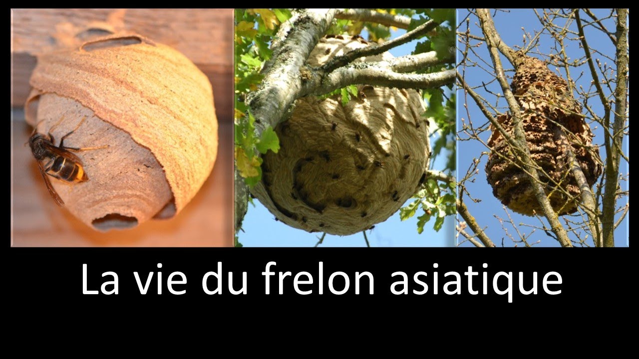 La courte vie du frelon asiatique