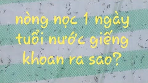 Ương nòng nọc ếch bằng nước giếng khoan (1 ngày tuổi)