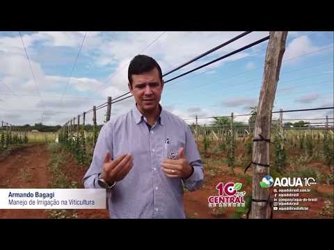 Vídeo: Requisitos de irrigação de videiras: Aprenda sobre como regar as uvas no jardim